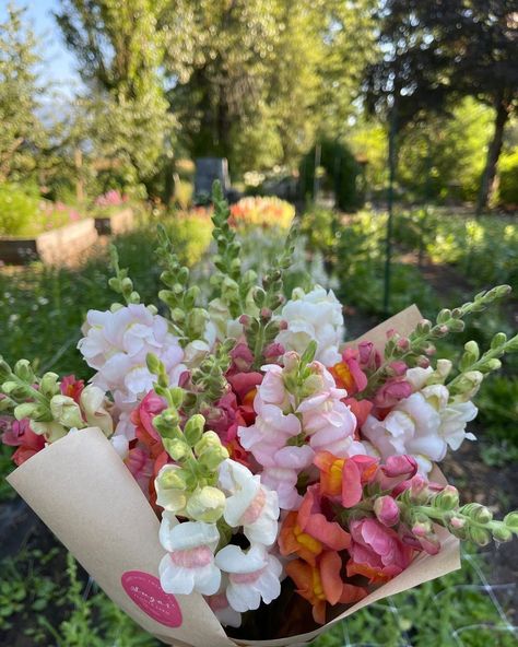 Snapdragon Bridal Bouquet, Snap Dragon Floral Arrangement, Stock Wedding Bouquet, Snap Dragon, Snapdragon Flowers, Plants Are Friends, Bloom Where You Are Planted, Nothing But Flowers, Flower Therapy