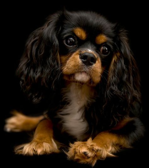 Cavalier King Spaniel, Regard Animal, Cavalier King Charles Spaniel Tricolor, King Spaniel, King Charles Puppy, Cavalier Puppy, Cavalier King Charles Dog, Spaniel Art, King Charles Dog