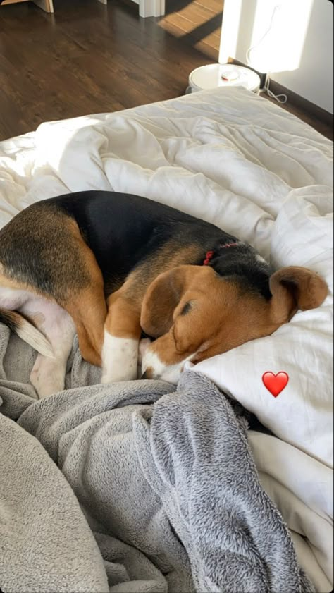 Beagle Puppy Aesthetic, Beagle Aesthetics, Pocket Beagle, Cute Beagles, Pets 3, Beagle Puppy, Pretty Animals, Beagle Dog, Silly Animals