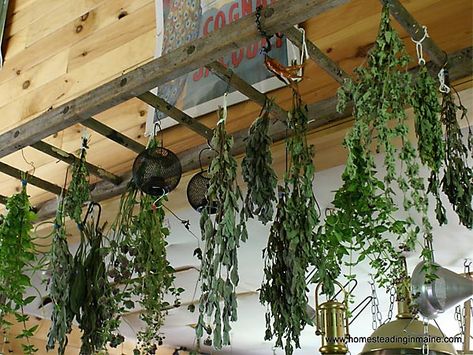 What a wonderful use in the garden :: a herb drying rack  I can have the ladders going across my kitchen above my cabinet edge...fill with herbs, creepy cloth, etc Herb Drying Rack, Old Wooden Ladders, Herb Drying, Plants Hanging, Hanging Herbs, Old Ladder, Vintage Ladder, Diy Ladder, نباتات منزلية