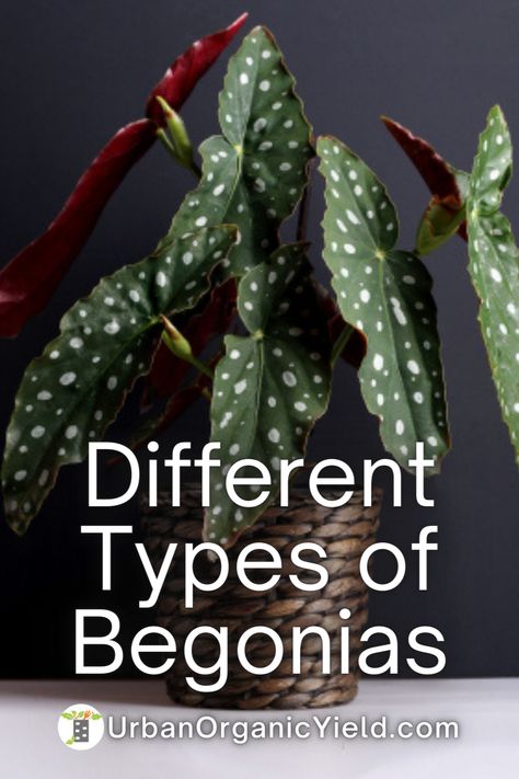 Begonia Indoors Houseplant, Different Types Of Begonias, Cane Begonia Varieties, Types Of Begonias Plants, Begonias Landscaping, Bromeliad Landscaping, Indoor Begonia, Begonia Types, Begonias In Pots