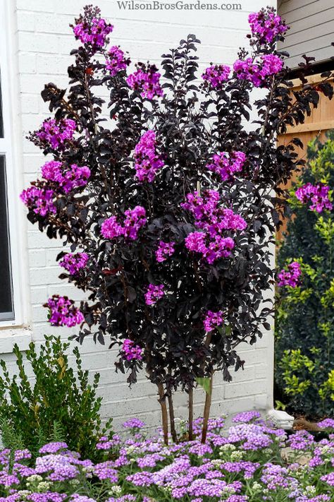 Black Diamond Crape Myrtle Tree, Black Diamond Crepe Myrtle, Purple Crepe Myrtle, Purple Crape Myrtle, Purple Plum Tree, Flower Charts, Crape Myrtle Tree, Blue Star Juniper, Florida Gardens