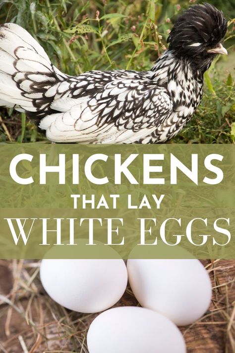 Polish Chickens Breed, Chicken Breeds Chart, Chicken Breeds For Eggs, Breeds Of Chickens, Rare Chicken Breeds, Bantam Chicken Breeds, Black And White Chickens, Laying Chickens Breeds, Chicken Raising