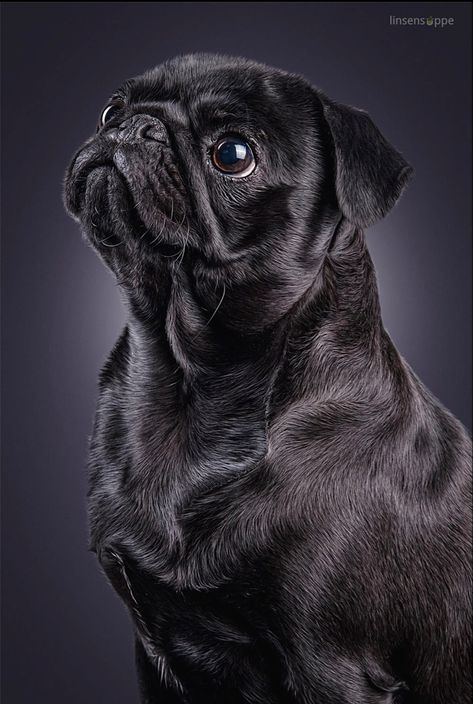 Pet Photography Poses, Pug Artwork, Black Pugs, Pug Photos, Funny Pugs, Dog Poems, Fawn Pug, Pug Dogs, Pug Mom