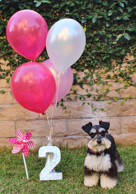 Roxy turns TWO!!!! Dog 3rd Birthday Photoshoot, Dog 2nd Birthday Photoshoot, Dog Second Birthday Photo, Dog Birthday Aesthetic, Dog Birthday Photoshoot Outside, Photoshoot Ideas For Dogs Birthday, Dog Birthday Photoshoot, Dog Birthday Pictures, Dog Poems