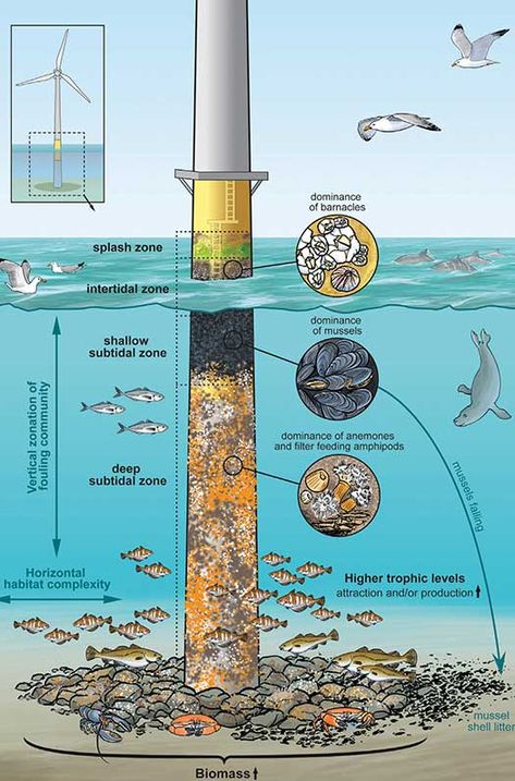 marine-wind-park-diagram Water Structure, Offshore Wind Farms, Petroleum Engineering, Artificial Reef, Oil Platform, Renewable Energy Systems, Floating City, Earth And Space Science, Offshore Wind