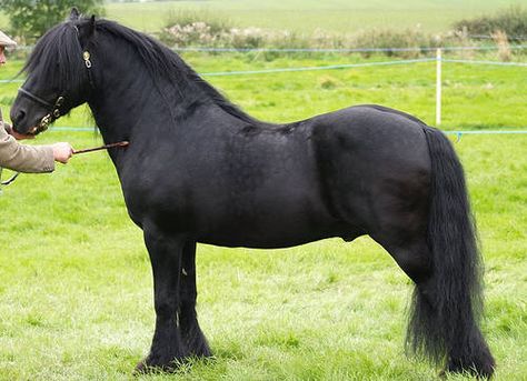 Fell Pony Fell Pony, Friesian Stallion, Pony Breeds, Pony Horse, Black Horses, Horse Pattern, Miniature Horse, Majestic Horse, Black Horse