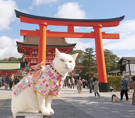 Bast Goddess, Nyan Nyan, Japanese Temple, Japanese Cat, Cat Parenting, The Monks, Stray Cat, Maneki Neko, Meow Meow