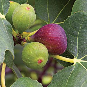 How To Grow Fig Trees Growing Dome, Fig Trees, Beautiful Leaves, Fruit Garden, Fig Tree, Veggie Garden, Growing Food, Edible Garden, Trees And Shrubs