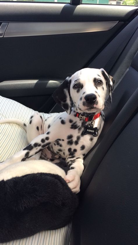 Dogs With Spots, Big Dogs Breeds, Biggest Dog In The World, Learn And Earn, Biggest Dog, Cool Tricks, Dogs Breeds, Dalmatian Puppy, Dalmatian Dog