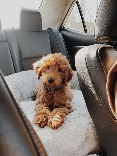 Mini Goldendoodle Aesthetic, Mini Golden Doodle Aesthetic, Miniature Golden Doodle Puppy, Mini Goodlendoodle, Mini Labradoodle Full Grown, Mini Golden Doodle Full Grown, Goldendoodle Aesthetic, Mini Goldendoodle Full Grown, Labradoodle Full Grown