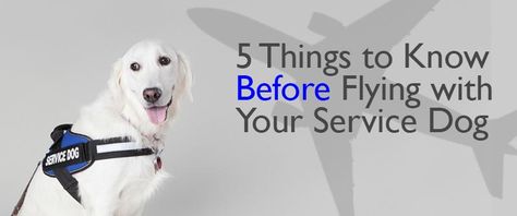 Preparing to travel by airline with your service dog? There are a few things to keep in mind that ideally... Flying With Service Dog, Travel Supplies, Airplane Travel, Dog Blog, Service Dog, Service Trip, Service Animal, Dog Training Tips, Service Dogs