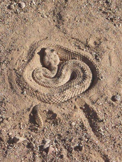 Arizona Diamondback Desert Animals, Snake Venom, Reptile Snakes, Beautiful Snakes, Desert Life, Crocodiles, A Snake, Reptiles And Amphibians, Animal Heads