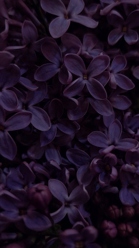 Mauve Wallpaper Iphone Aesthetic, Dark Plum Wallpaper, Eggplant Purple Aesthetic, Dark Purple Academia Aesthetic, Dark Lilac Aesthetic, Plum Color Aesthetic, Aubergine Aesthetic, Dark Violet Aesthetic, Dark Purple Wallpaper Aesthetic