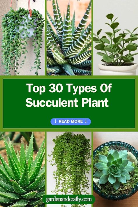 Top 30 Types Of Succulent Plant With Pictures And Names Succulent And Flower Garden, Names Of Succulent Plants, Indoor Plant Names, Succulent Types Chart, Succulent Identification Chart, Different Succulents Plants, Types Of Succulents With Pictures, Identifying Succulents, Succulents Types