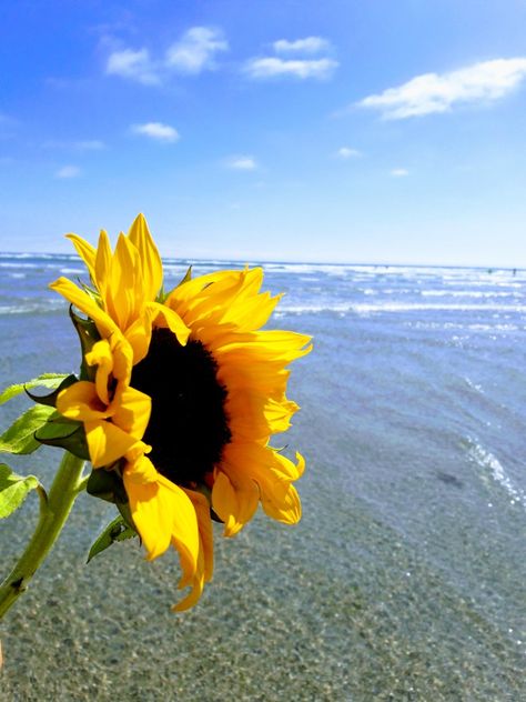 Sunflowers on the beach Sunflower Pictures, Sunflower Garden, Art Commissions, Sand Sea, Sea Summer, Flowers Petals, The Sunflower, Beach Wallpaper, Beach Aesthetic