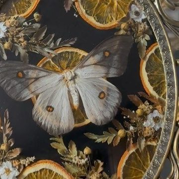 Karina Mills (Bewitched Oddities) on Instagram: "This might be my new favorite moth. It’s definitely a close tie. Considering keeping it, but I might also just make myself something huge with a male and female pair. Next website update coming 12/8 at 6pm PST! Ghostly silk moth (male), dried orange slices, and dried florals on black velvet inside a vintage frame." Cool Bugs, Vulture Culture, Dried Florals, Dried Orange Slices, Vintage Frame, Orange Slices, Ghostly Silk Moth, Silk Moth, Insect Taxidermy