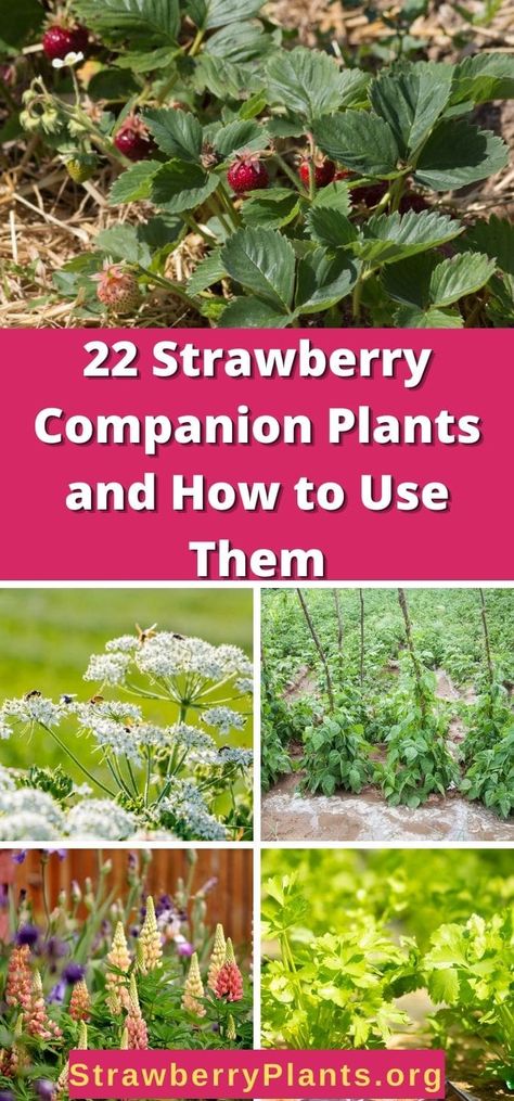 Planting Strawberries In A Garden, Strawberries Raised Bed, What To Plant With Strawberries, Growing Strawberry Plants, Companion Planting In Containers, Strawberry Garden Ideas Raised Beds, Strawberry Landscape, Best Way To Grow Strawberries, Strawberry Patch Garden