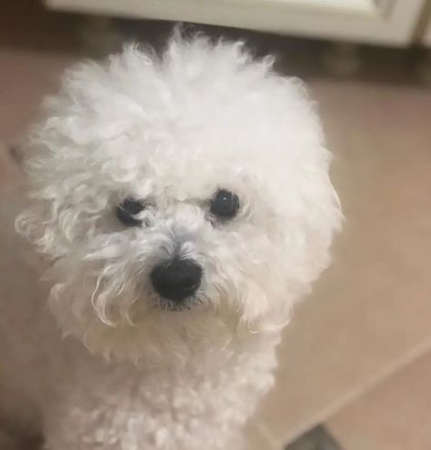 12 Haircuts for Bichon Frises - The Paws Bishon Dogs Grooming, Bishon Dogs Haircut, Poochon Dog, Sind Curtain Bangs, Was Sind Curtain Bangs, Bichon Frise Art, Bolognese Dog, Bichon Dog, Bichon Frise Puppy