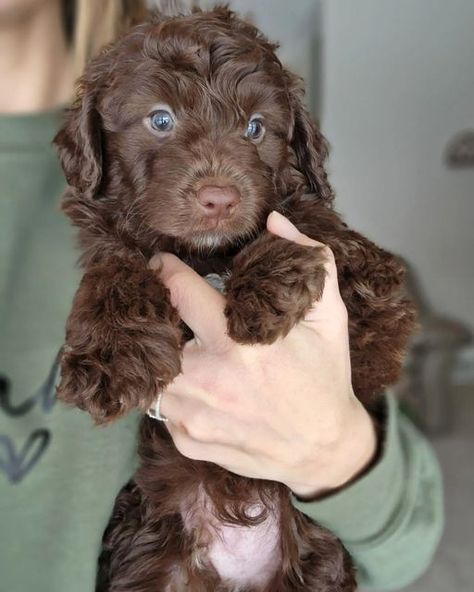 Mini Aussiedoodles for sale | Jupiter Doodles Mini Ausidoodle, Mini Aussiedoodles, Aussie Doodle, Mini Aussiedoodle, Cute Puppies For Sale, Aussiedoodle Puppies, Dream Puppy, Doodle Dogs, Puppy Mom