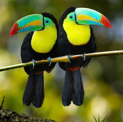 KEEL BILLED TOUCANS  lives South America. These two long bills, they feed on fruit, insects and lizards, when nesting they lay 1-4 white eggs and grow from 42-55cm, that giant bill is 12-15cm. Birds, Yellow, Black