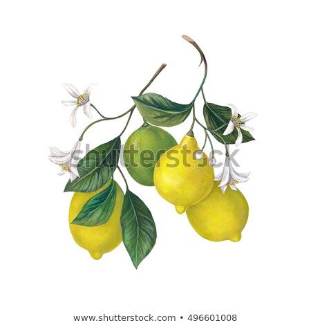 Lemons on a branch. Hand drawn illustration on white background with fruits, leaves and flowers. Bergamot Plant, Herbal Plants, Botanical Watercolor, Botanical Drawings, Plant Illustration, Vintage Botanical, Power Plant, Botanical Illustration, Watercolor Illustration