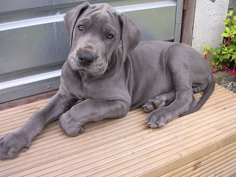 Please, please, please let me have a puppy like this! Blue Great Dane Puppies, Grey Great Dane, Great Dane Colors, Cute Dog Costumes, Blue Great Danes, Dane Puppies, Great Dane Puppy, Dane Dog, Great Dane Dogs