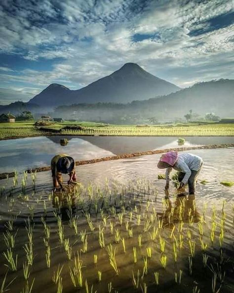 Rice Beer, Farming Aesthetic, Agriculture Pictures, Rice Farm, Farmer Painting, Rice Field, Farm Photography, Rural Life, Bts Aesthetic Pictures