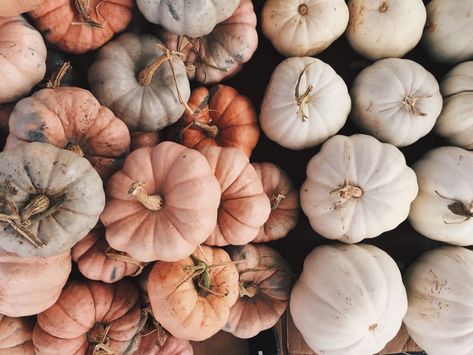 Aesthetic Pumpkins, Colored Pumpkins, Pumpkin Wallpaper, Autumn Pumpkins, Fall Time, Fall Inspo, Macbook Wallpaper, Fall Feels, Best Seasons