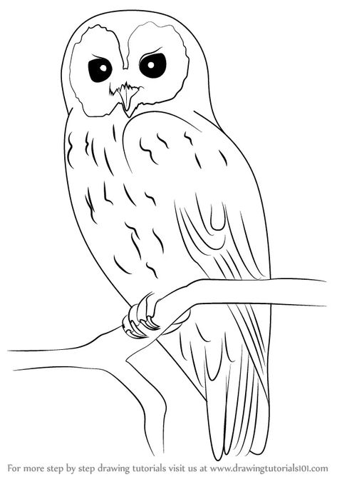 Learn How to Draw a Tawny Owl (Owls) Step by Step : Drawing Tutorials Pictures Of Owls To Draw, Owl Colouring Picture, Pictures To Trace Image, Easy Pictures To Draw Step By Step, Tawny Owl Drawing, Cute Owl Drawing Simple, How To Draw A Owl, Owl Pictures Art, How To Draw An Owl