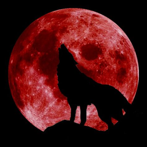 Super Blood Wolf moon Good time to get rid of some of your Evil Wolf..... maybe be who you say you are Wolf Background, Wolf Illustration, Wolf Artwork, Wolf Spirit Animal, Wolf Wallpaper, Red Wolf, Moon Photography, Wolf Moon, Red Moon