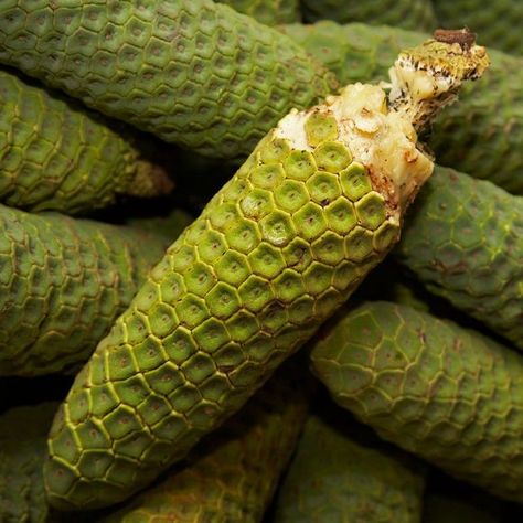 Monstera Deliciosa - Gastro Obscura Colorful Corn, Weird Fruit, Oxalic Acid, Unique Fruit, Swiss Cheese Plant, Cheese Plant, Ears Of Corn, Fruit Cups, Banana Coconut