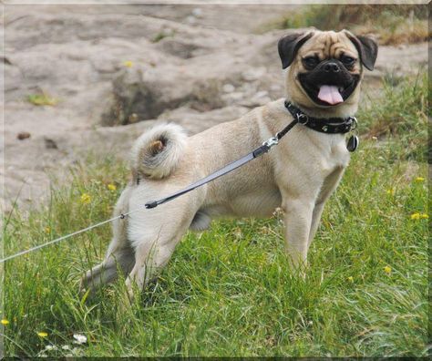 Meet the "Retro Mop" an attempt by German Dog breeders to create a healthier pug. Jug Dog, Brindle Pug, Pugs For Sale, Asian Dogs, Mop Dog, Pug Breed, Chinese Dog, Dog Breeders, Dog Breeds List