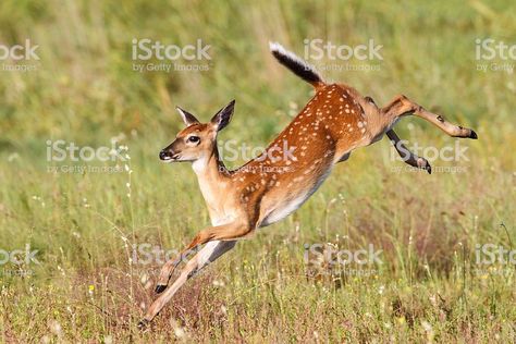 Deer Jumping, Running Illustration, Fawn Deer, Deer Drawing, Deer Running, Fawns Deer, Deer Photos, Deer Pictures, Winter Art Projects