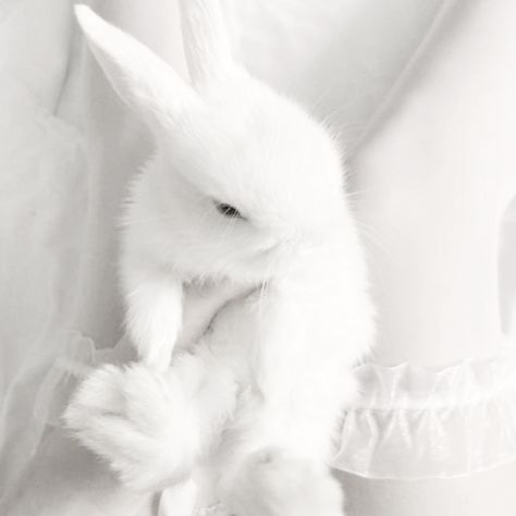 Soft Angel Aesthetic, Aesthetic Bunny, Angelic Aesthetic, Y2k Soft, Angelcore Aesthetic, Bunny Aesthetic, Bunny Plates, White Goth, Angel Aesthetic