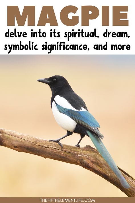 magpie spiritual meaning dream meaning symbolism more Magpie Symbolism, Magpie Art, Dream Meaning, Art Spiritual, Animal Symbolism, Dream Symbols, Icon X, Healthy Advice, Spirit Animals