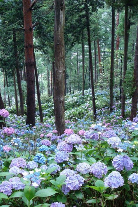 17 Dreamy Hydrangea Gardens That Are Giving Us Major Inspiration Hydrangea Landscaping, Hydrangea Garden, Seasonal Garden, Hydrangea Flower, Futurism, Shade Garden, Profile Pictures, Dream Garden, Garden Planning