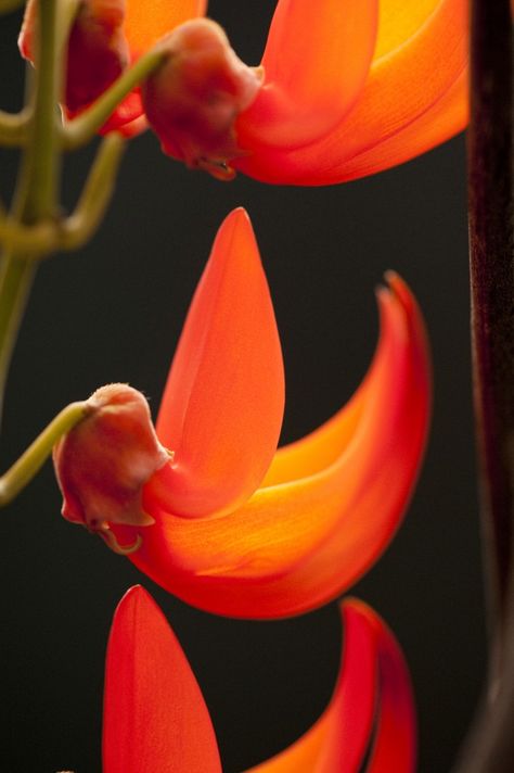 Flame Under Glass    Late fall outside, summer in the tropics inside. As if cued by the swirls of frosty breath, our red jade vine is opening in the Enid A. Haupt Conservatory, countering December’s chill with a flush of vibrant flowers.    Mucuna bennettii    Mucuna bennettii — Photo by Ivo M. Vermeulen Palash Flower, Jade Vine, New York Botanical Garden, Red Jade, African Flowers, Floral Photography, 3d Flowers, Different Flowers, Vibrant Flower