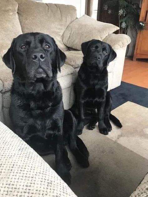 Black Lab Retriever, English Black Lab, Husky Corgi, Black Labrador Puppy, Labrador Noir, Black Labs Dogs, Really Cute Puppies, Black Labrador Retriever, Black Lab Puppies