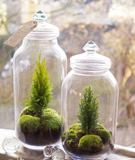 tiny cypress and moss terrariums in jars are amazing for fresh spring decor Moss Terrarium Ideas, Diy Mason Jar Crafts, Terrarium Ideas, Diy Mason Jar, نباتات منزلية, Moss Terrarium, Bottle Garden, Moss Garden, Mason Jar Crafts Diy