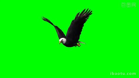 Green Screen Video Effect, Free Cartoon Characters, Free Green Screen Backgrounds, Eagle Flying, Green Screen Footage, Drawing Room Decor, Free Green Screen, Nature Background Images, App Background