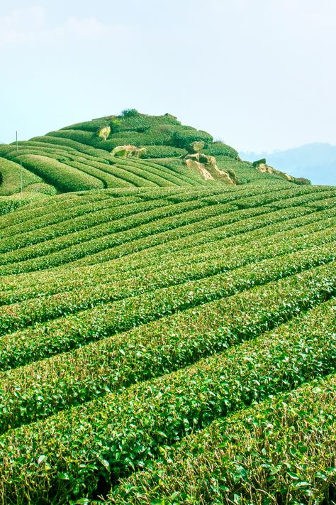 #IndianTea #DarjeelingFlavors #AssamTea #ExploreIndia #HeritageAndCulture #TeaCraft #TeaJourney #NatureBeauty #TeaLovers Tea Estate, Darjeeling, Tea Garden, Tea Art, Lush, India, How To Become, Tea