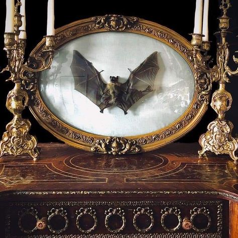 Victorian Taxidermy Display, Bat Taxidermy Display, Diy Oddities Decor, Goth Taxidermy, Oddities Aesthetic, Diy Taxidermy, Victorian Oddities, Bat Taxidermy, Taxidermy Aesthetic