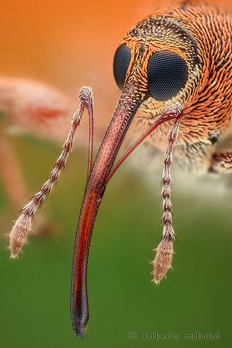 Nut weevil @ 8,6× (focus stack) | Flickr - Photo Sharing! Foto Macro, Cool Insects, Insect Photography, Cool Bugs, Animal Anatomy, Close Up Photo, A Bug's Life, Awesome Animals, Beautiful Bugs