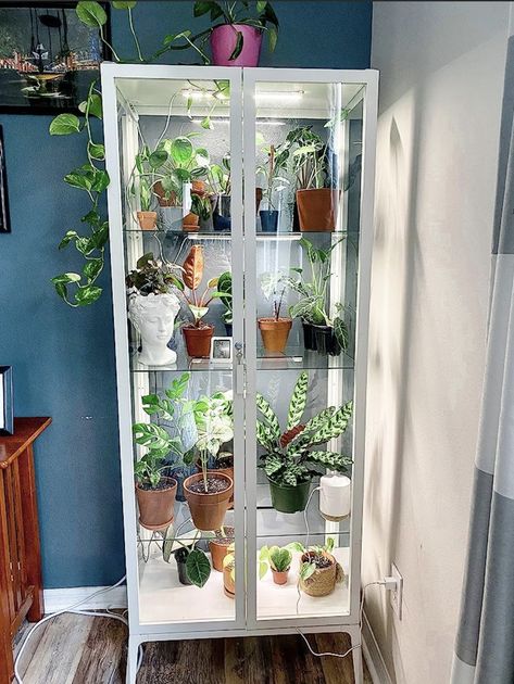 Glass Plant Cabinet, Plant Cabinet, Ladder Ideas, Ikea Plants, Welcome Home Decorations, Ganpati Decoration At Home, نباتات منزلية, Indoor Greenhouse, Plant Care Houseplant