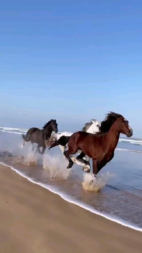 Horses Running On The Beach, Horse Running On Beach, Cavalli Video, Video Cavalli, Horse On Beach, Horses On The Beach, Horse Mustang, Beach Run, Horses Galloping