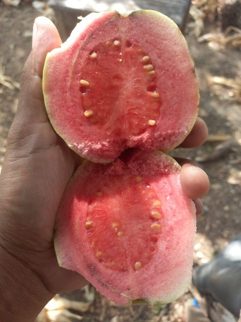 Guava Guava Nectar, Watermelon, Plum, Fruit, Collage, Pins