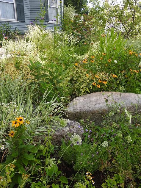 Maine Native Garden, Northeast Native Garden, Maine Native Plants, Colorado Native Garden, Maine Landscaping Ideas, Minnesota Native Garden, Wild Landscaping, Native Plant Garden Design, Native Pollinator Garden