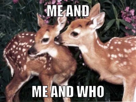 Deer Meme, Deer Quotes, God Aesthetic, Animals Quotes, My Father's Daughter, Pinterest Memes, Pretty Animals, Oh Deer, Silly Animals