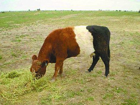 Tri-Colored Cow Not What It Seems Cattle Pens, Galloway Cattle, Belted Galloway, Show Cattle, Fluffy Cows, Cow Pictures, Brown Cow, Cow Calf, Baby Cows